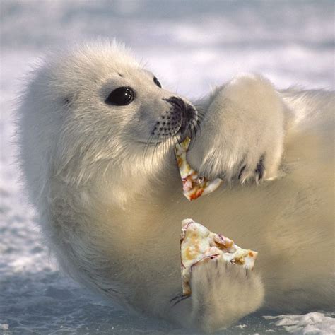 we all eat pizza. | Hayvan