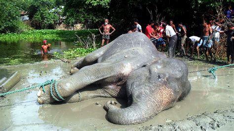 Stranded Indian Elephant Dies Of Heart Attack Ending A Wretched