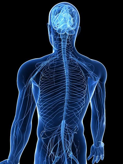 Human Nervous System Artwork Photograph By Sciepro Fine Art America