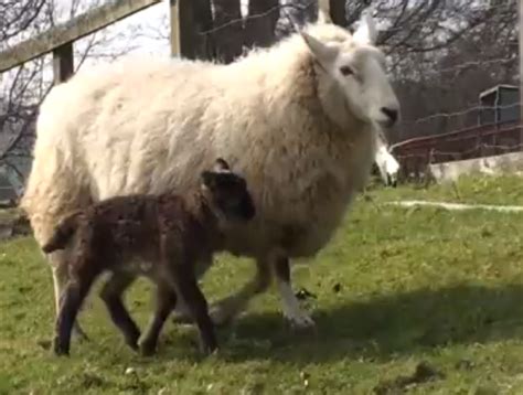 Goat Sheep Mating Results In Rare Geep