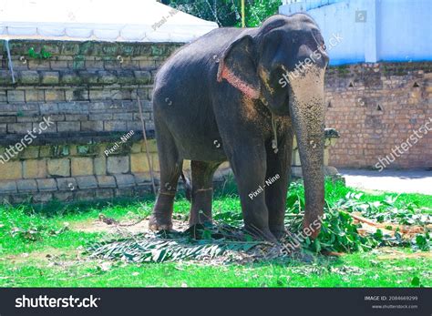 Sri Lankan Domestic Elephants Kandy Stock Photo 2084669299 Shutterstock
