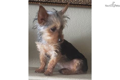 Yorkies in san diego is a very special breeder. Teacup: Yorkshire Terrier - Yorkie puppy for sale near San ...