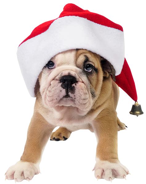 Cute Dog With Santa Hat Transparent Png Picture Puppy Pillows Toy