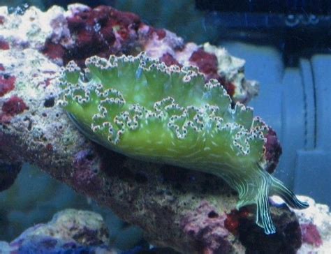 Lettuce Sea Slug Nudibranch Green Tridachia Crispata Photos