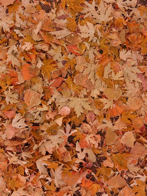 Fall Leaves On The Ground Picture Free Photograph