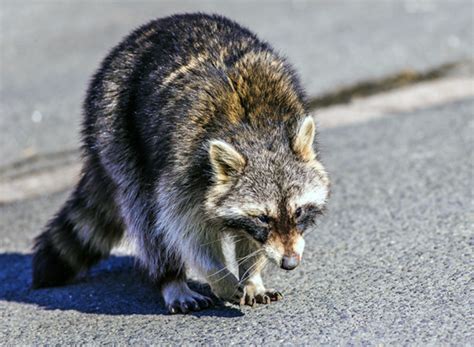 Sie machen nicht mal vor gärten und gebäuden halt und richten enorme schäden an. Nachtaktive Tiere - Führung im Britzer Garten - Wildes Berlin