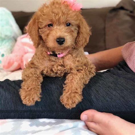 Lexie is a fourth generation f2b goldendoodle. Teacup Labradoodles - Precious Doodle Dogs - Teacup ...