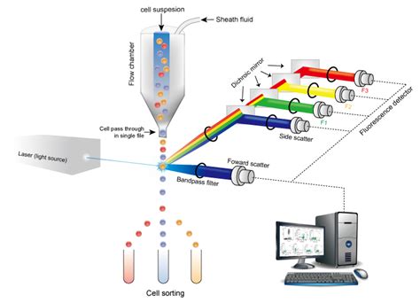 Flow Cytometry Newgen Diagnostics