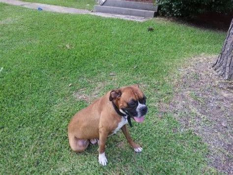 Below is the list of puppy for sale ads on our site. 3 CUTE BOXER PUPPIES FOR SALE!!!( THEY ARE STILL AVAILABLE ...