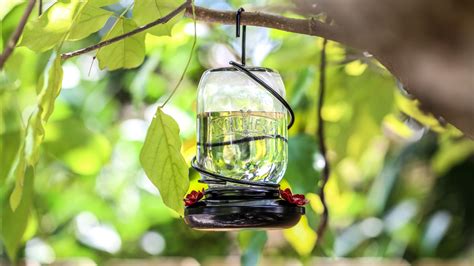 Hummingbird food recipe