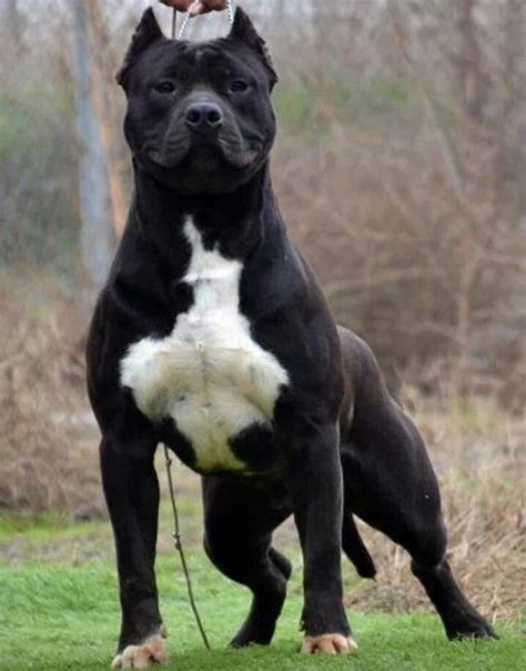 The 25 Best Black Pitbull Ideas On Pinterest Italian Mastiff Dog