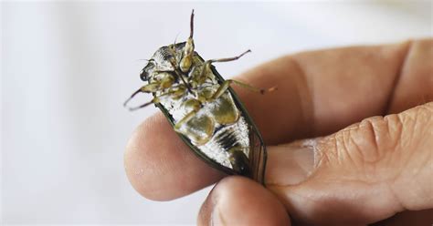 Make sure both ends of the card are. How cicadas make that noise, and when it will end