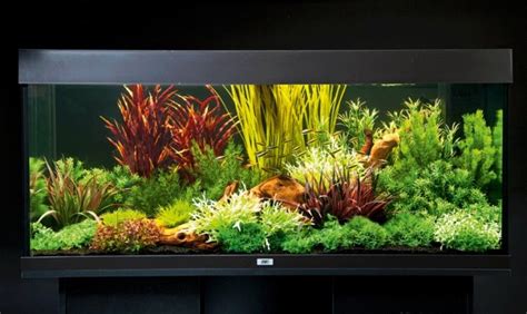 How To Set Up An Aquarium With Plastic Plants Practical Fishkeeping