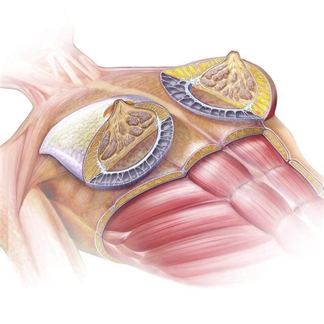 Illustration Of The Superficial Fascial System Of The Breast And