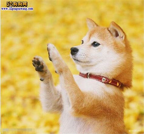 中華民國第15任總統 president of the republic of china (taiwan). 柴犬简介-柴犬-52狗狗网