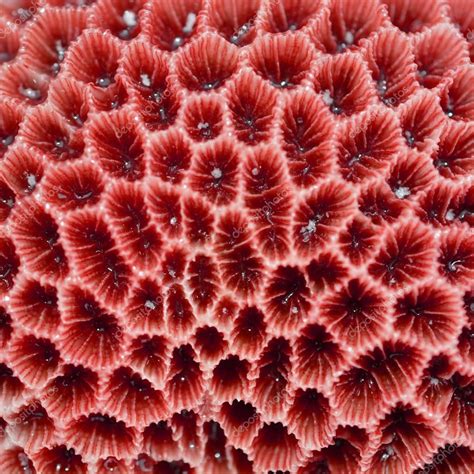 Descargar - Textura coral — Imagen de stock | Sea texture, Coral art, Coral
