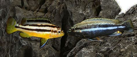 Ikan ini sebenarnya berasal dari afrika, tepatnya dari afrika. Semua tentang Ikan Hias Air Tawar: Cara merawat dan ...
