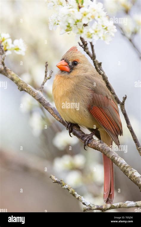 Northern Cardinal Female Bird Hi Res Stock Photography And Images Alamy
