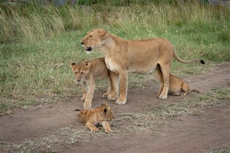 Lioness And Her Three Small Lion Cubs Walking In Ndutu Plains In
