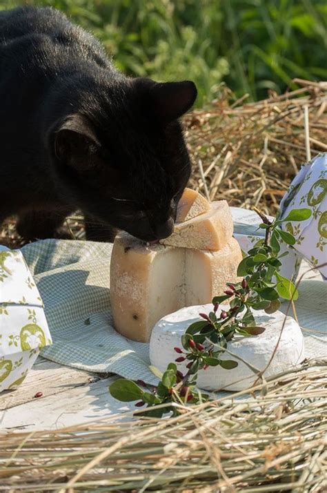 Can Cats Eat Cheese? Is Cheese Safe For Cats | Cats, Cats and kittens