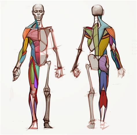 Netkaup Human Anatomy Drawing Anatomy Reference Anatomy Drawing
