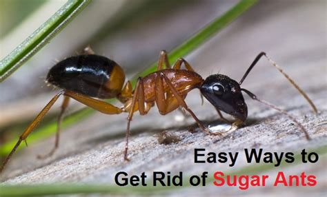 Interesting facts about sugar ants. How to Get Rid of Sugar Ants?