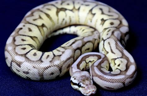 The Pewter Bee Ball Python — Animal Scene Magazine