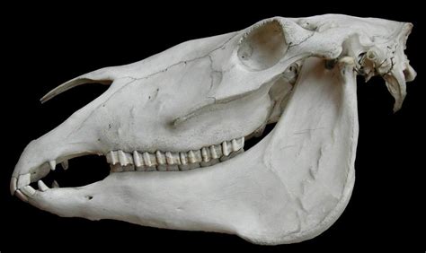 Buried Horse Skulls Folklore And Superstition In Early Modern Ireland