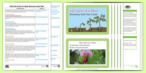EYFS Life Cycle Of A Bean Discovery Sack Plan And Resource Pack