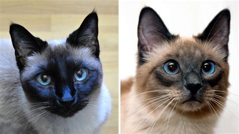 Types Of Siamese Cats Lilac Point Joellen Hensley