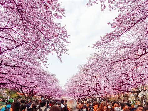 62 Amazingly Beautiful Sakura Trees Infinite World Wonders