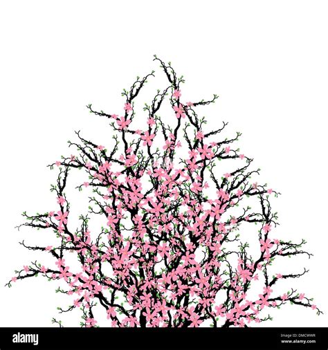 Cherry Blossoms Tree Stock Vector Image And Art Alamy