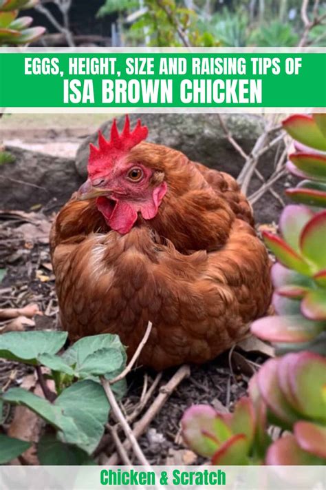 Isa Brown Egg Production Chart
