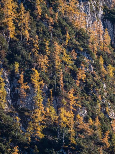 Steep Rocky Mountainside With Green Mountain Pine And Golden Glowing