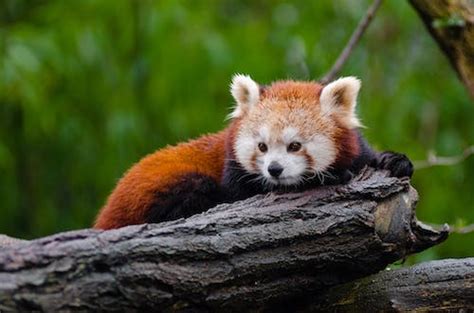 Red Panda Perching On Tree During Daytime · Free Stock Photo