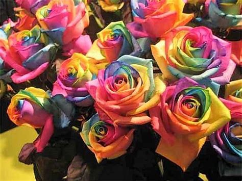 Make Your Own 5 Rainbow Rose Bush Seeds Shrub Rosa Flower Rainbow