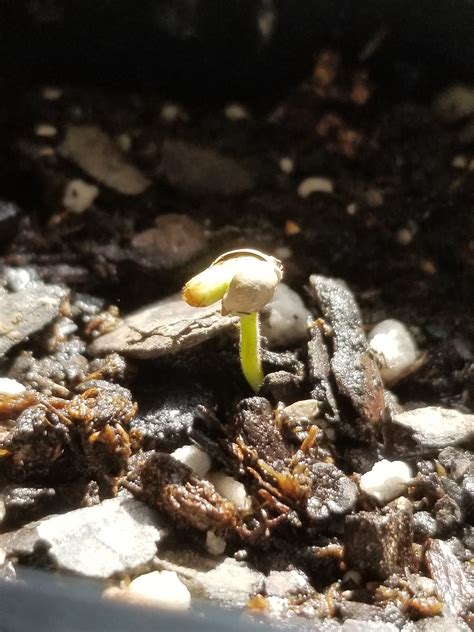 Maybe you would like to learn more about one of these? Germinated Seed not sprouting leaves. | Grasscity Forums ...