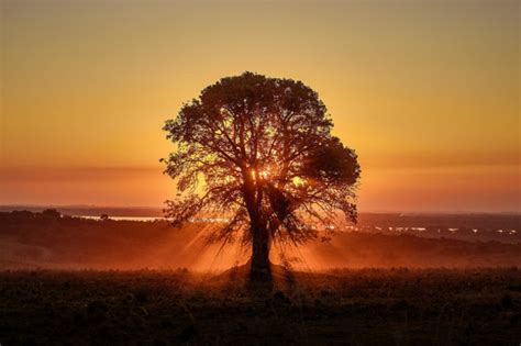 Thousands of players live in an immersive game world and every passing moment your character will be affected in. A Revised Tree of Life | Discover Magazine