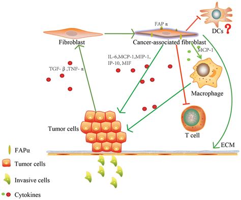 Fibroblast Activation Protein α In Tumor Microenvironment Recent