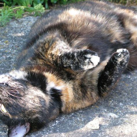Here are some easy home remedies for fleas on cats bathing the cat with fleas makes you feel like you are taking back control and winning the war when them suckers run. Natural flea baths kill fleas on your cat without the ...