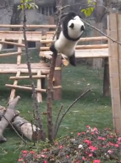 Baby Panda Getting Stuck In A Tree The Cutest Thing Youll See All Day