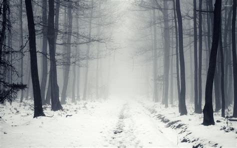 Snowy Dark Forest Wallpapers 72 Background Pictures