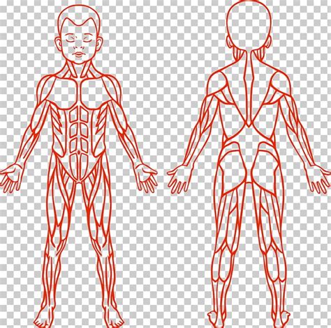 La sncf est aujourd'hui l'une des plus grandes entreprises françaises de service public. Arm Muscles Diagram For Kids - Pin On Muscle Diagram ...