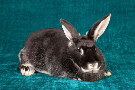 Silver Fox Rabbit Breed Info Pictures Traits And Facts Pet Keen
