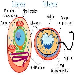 Photosynthesis occurs in the chloroplast, which contains the green what is the difference between plant cells and animal cells? Difference between prokaryotes and Eukaryotes - LORECENTRAL