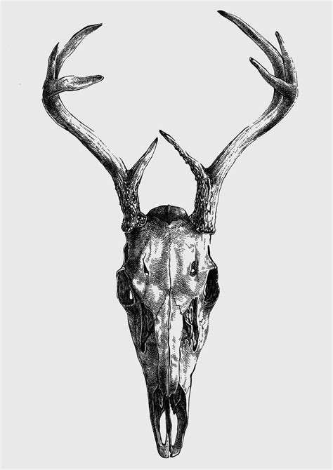 Cabra Dibujo Dibujo De Venado Arte Del Cráneo Arte Antiguo Ciervo