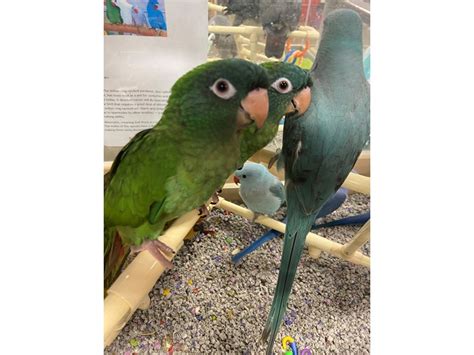 Blue Crown Conure Bird 3261484 Petland Norwin Pa