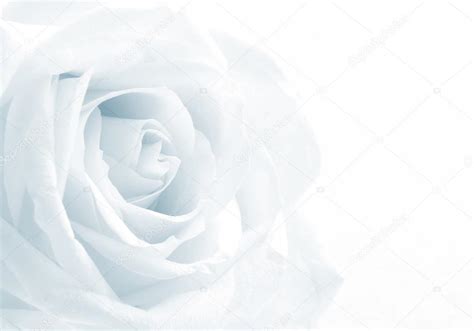 Kann ich diesen hintergrund dem haupthintergrund anpassen, sodass quasi nur das rote logo auf dem hauptbild, ohne des weißen randes zu sehen ist? Schöne getönten weißen rose Nahaufnahme als Hochzeit ...