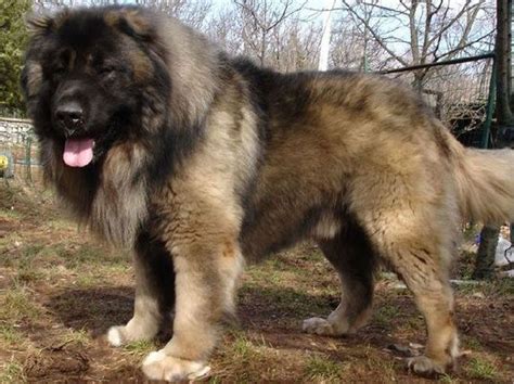 10 Of The Biggest Guard Dog Breeds On Earth Wholl Intimidate Any