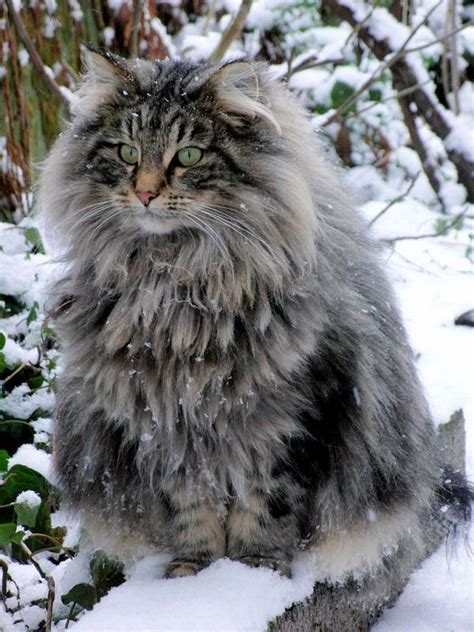 The Amazing And Beautiful Coat Of A Norwegian Forest Cat Norwegian